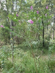 Polygala virgata