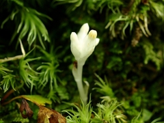 Burmannia championii