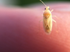 Miridae
