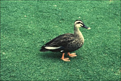 Anas zonorhyncha