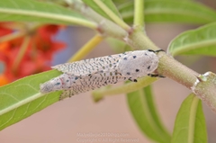 Polyphagozerra coffeae
