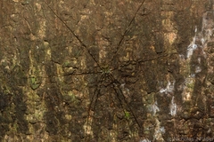 Neopantopsalis pentheter