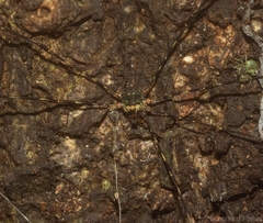 Neopantopsalis pentheter