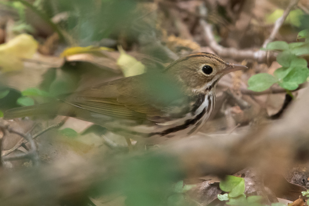 Ovenbird from Cullinan Park on April 13, 2022 at 1227 PM by Mike