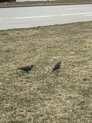 Corvus monedula