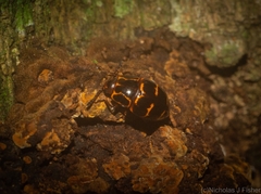 Episcaphula tamburinea