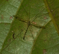 Skuseomyia eximia