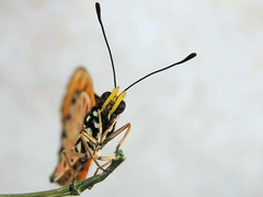 Acraea terpsicore