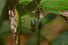 Polygonatum cyrtonema