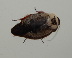 Gyna caffrorum