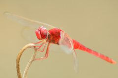 Crocothemis servilia