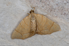 Eulithis gracilineata