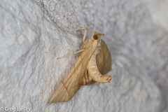 Eulithis gracilineata