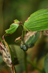 Polygonatum cyrtonema