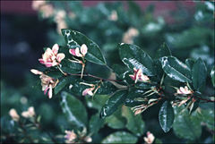 Lespedeza buergeri