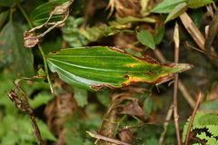 Polygonatum cyrtonema