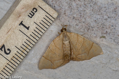 Eulithis gracilineata