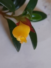 Nematanthus gregarius