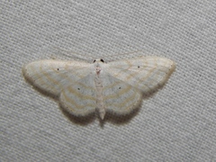 Scopula penultima