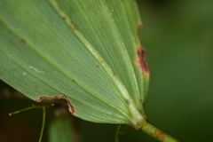 Polygonatum cyrtonema