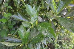 Artocarpus mariannensis