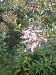 Cabobanthus polysphaerus