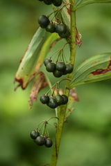 Polygonatum cyrtonema