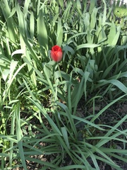 Tulipa