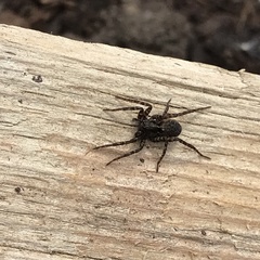 Pardosa
