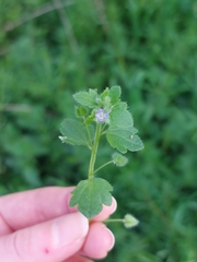 Veronica sublobata