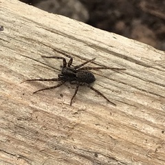 Pardosa