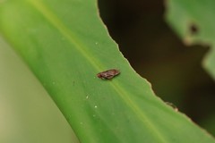 Thoodzata princeps
