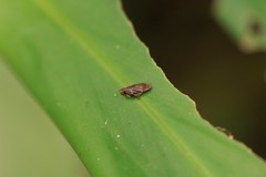 Thoodzata princeps