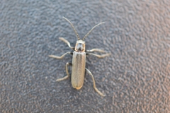 Cantharis pulicaria