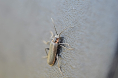 Cantharis pulicaria