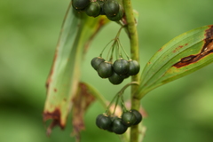 Polygonatum cyrtonema