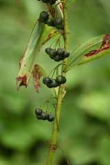 Polygonatum cyrtonema