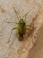 Reuterista instabilis