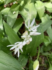 Allium ursinum