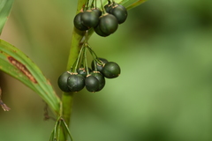 Polygonatum cyrtonema