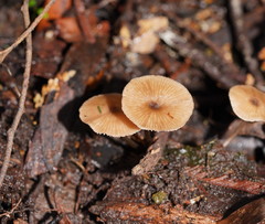 Entoloma readiae