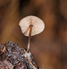 Entoloma readiae