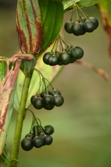 Polygonatum cyrtonema