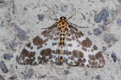 Percnia