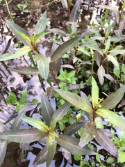 Ludwigia sphaerocarpa
