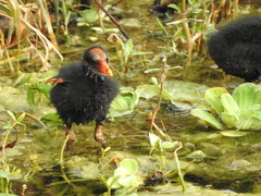 Gallinula galeata