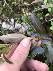 Ludwigia sphaerocarpa