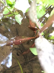 Ludwigia sphaerocarpa