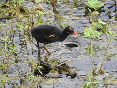 Gallinula galeata