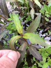 Ludwigia sphaerocarpa